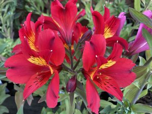 Alstroemeria 'Summer Heat'-0