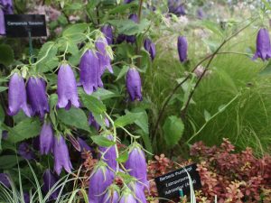 Campanula 'Sarastro'-0