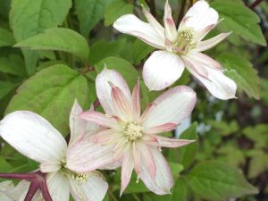 Clematis montana var. rubens 'Marjorie'-0