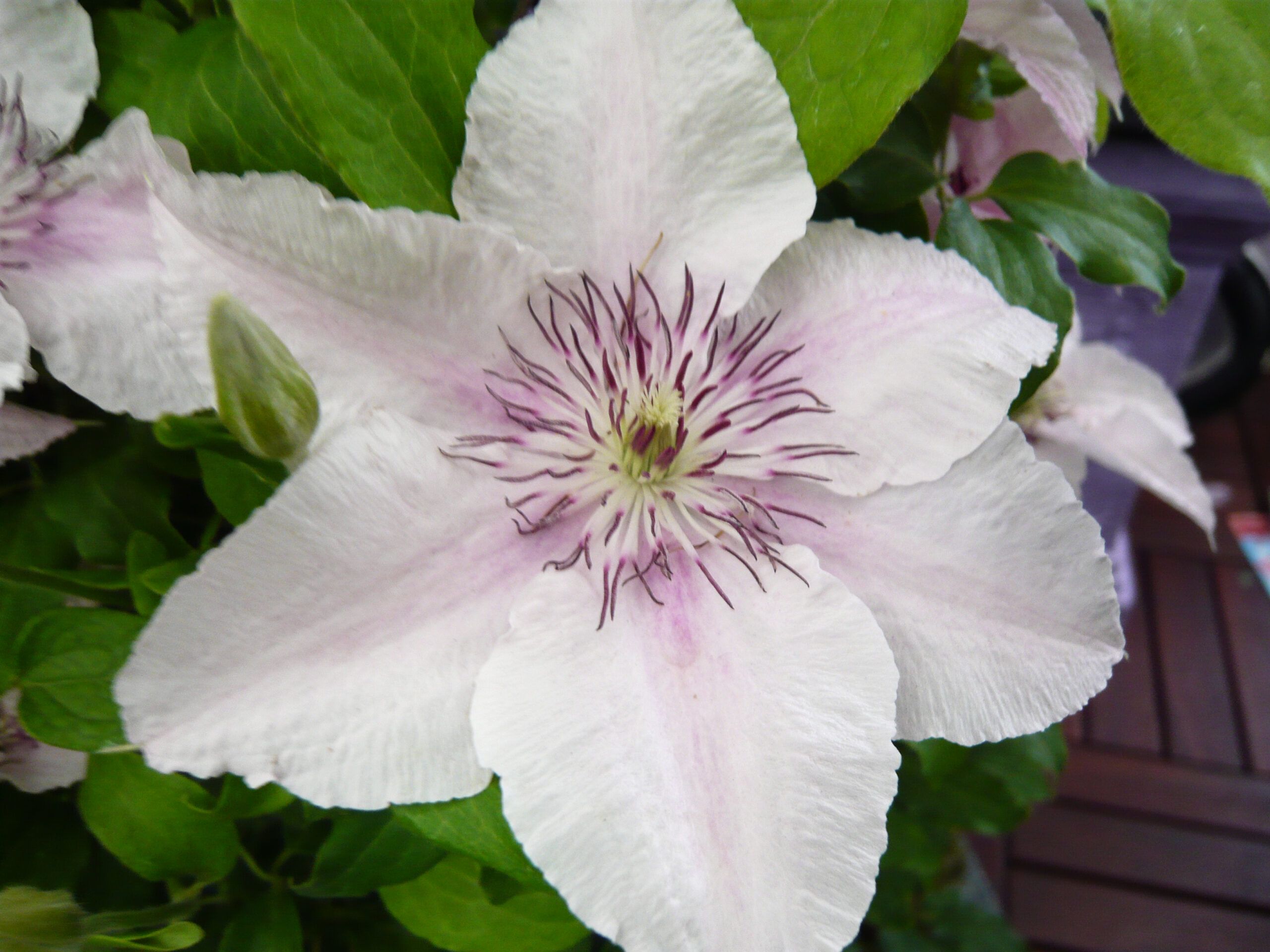 Clematis 'Pink Fantasy'-23749