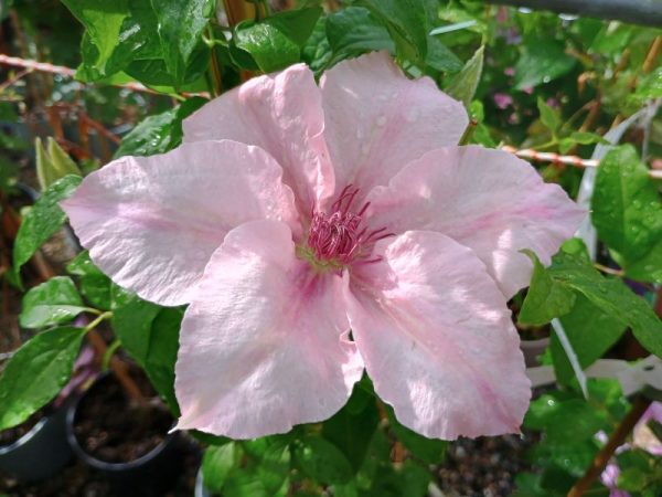 Clematis 'Pink Fantasy'-0