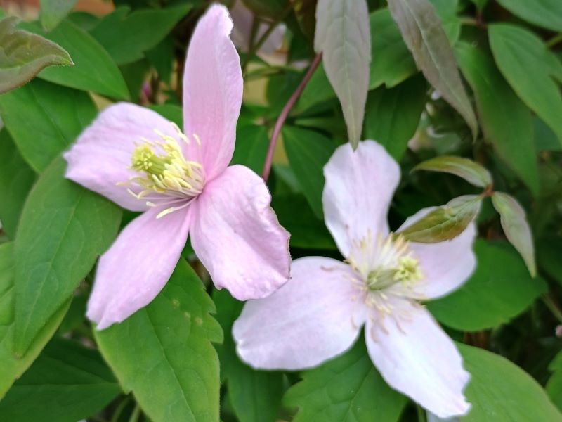 Clematis montana 'Rubens'-0