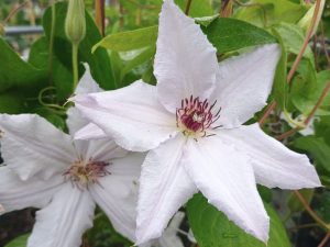 Clematis 'Snow Queen'-0