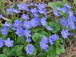 Hepaticas
