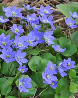 Hepaticas
