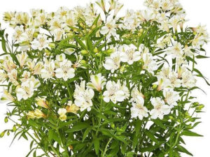 Alstroemeria 'Summer Ice'-0