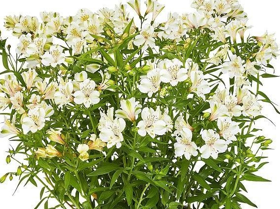 Alstroemeria 'Summer Ice'-0