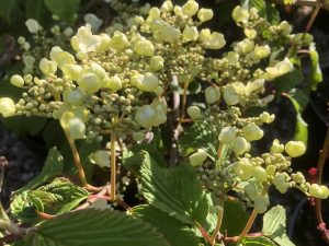 Viburnum plicatum 'Mariesii Great Star' 10L-0