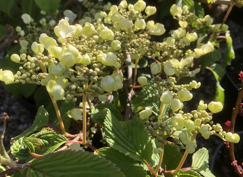 Viburnum plicatum 'Mariesii Great Star' 10L-0