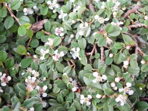 Cotoneaster procumbens 'Streibs Findling' 1/4 Standard-0