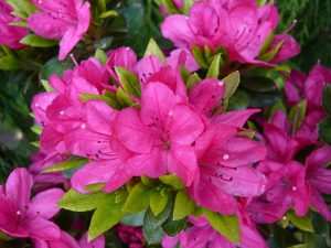 Rhododendron 'Geisha Pink'-0