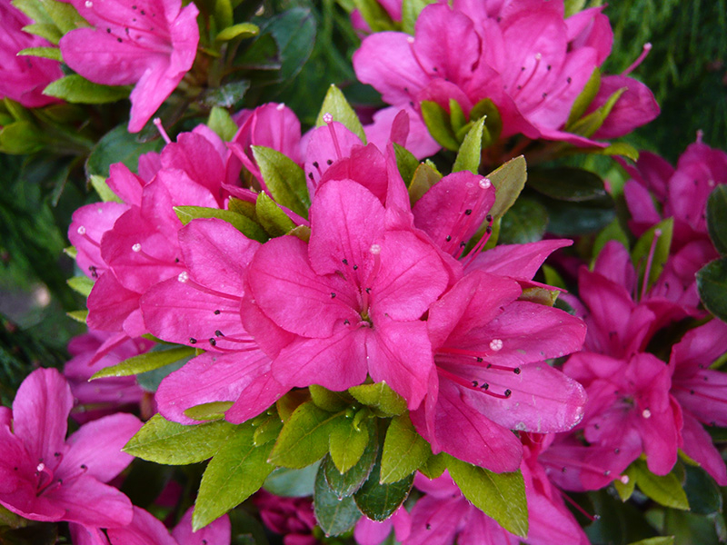 Rhododendron 'Geisha Pink'-0