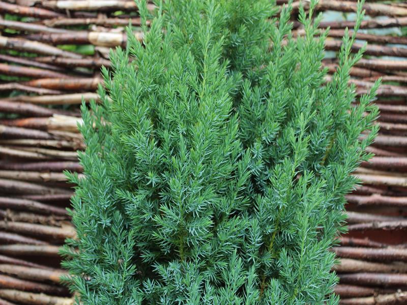 Juniperus chinensis 'Pyramidalis'10lL-23285