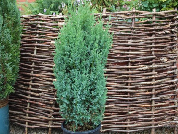 Juniperus chinensis 'Pyramidalis'10lL-0