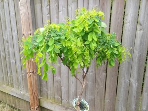 Robinia pseudoacacia 'Lace Lady' ('Twisty Babe') Half Standard-0