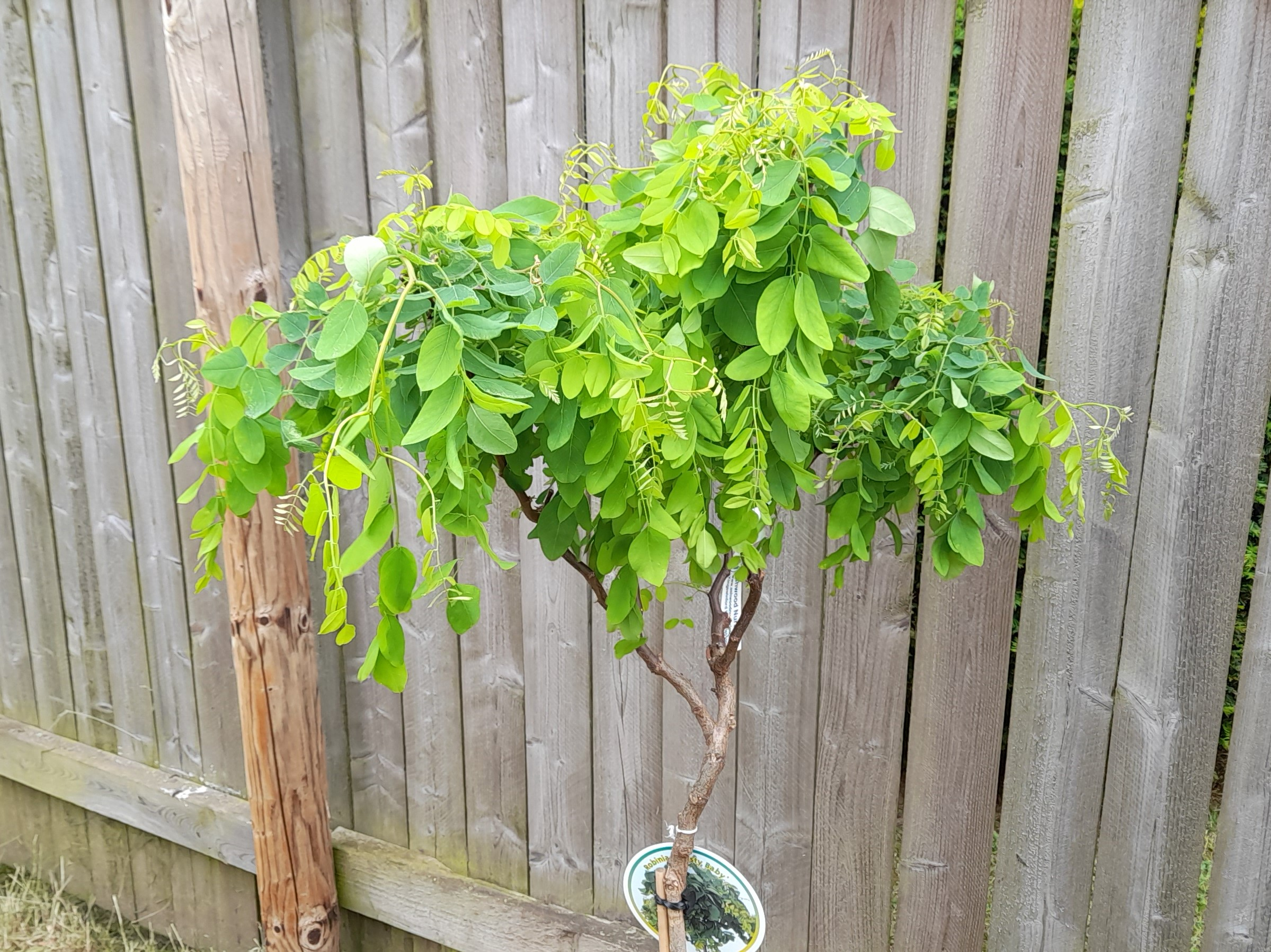 Robinia pseudoacacia 'Lace Lady' ('Twisty Babe') Half Standard-0