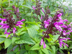 Salvia 'Rockin Lavender'-0