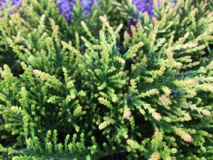 Calluna vulgaris 'Flamingo' (1Litre pot)-0
