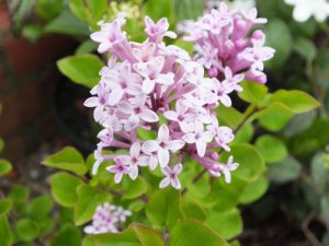 Syringa meyeri 'Palibin'-0