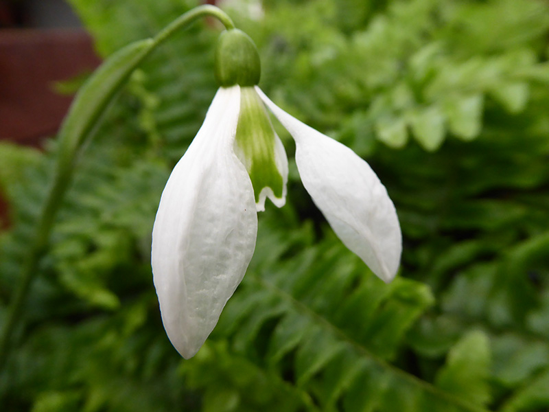 Galanthus 'Chantry Taffeta'-0