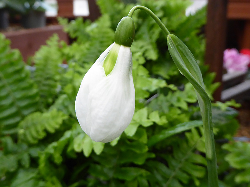 Galanthus 'Chantry Taffeta'-23814