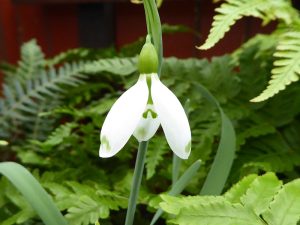 Galanthus 'David Bromley-0