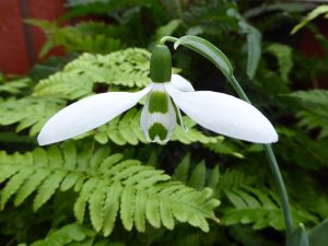 Galanthus elwesii 'Bumble Green'-0