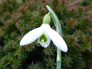 Galanthus 'Mother Goose'-0