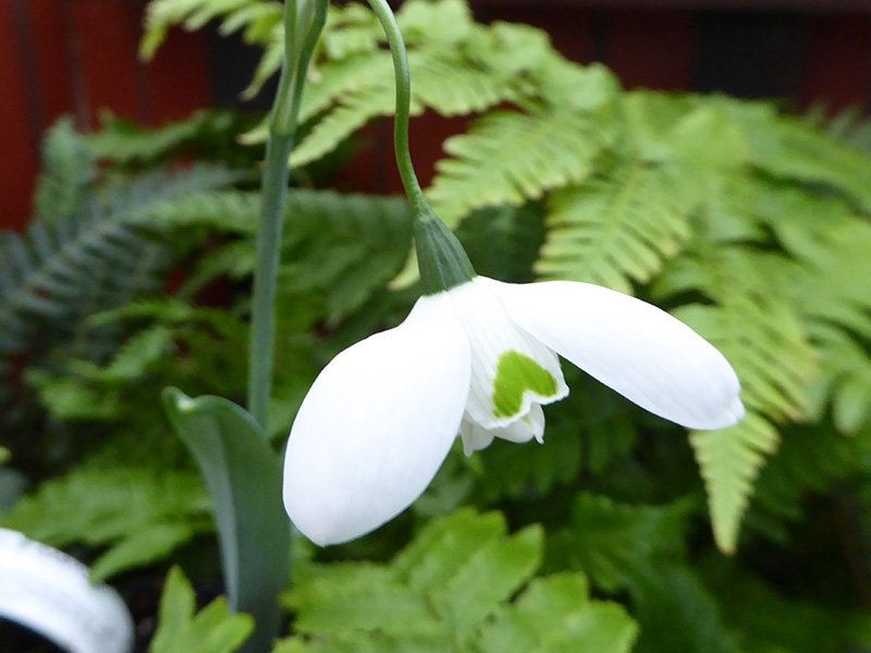 Galanthus 'Natalie Garton'-23762