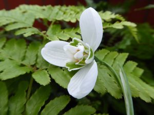 Galanthus 'Natalie Garton'-0