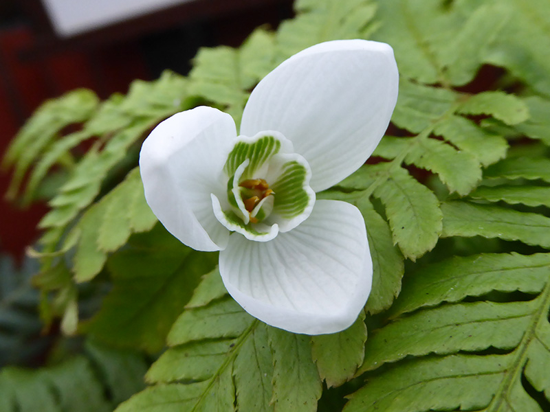 Galanthus 'Natalie Garton'-23761