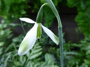 Galanthus 'Sheds and Outhouses'-0