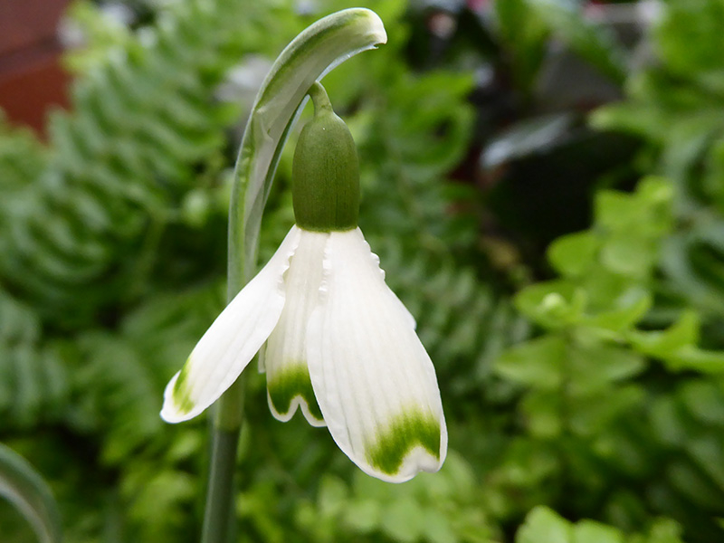 Galanthus 'Valentine's Day'-0