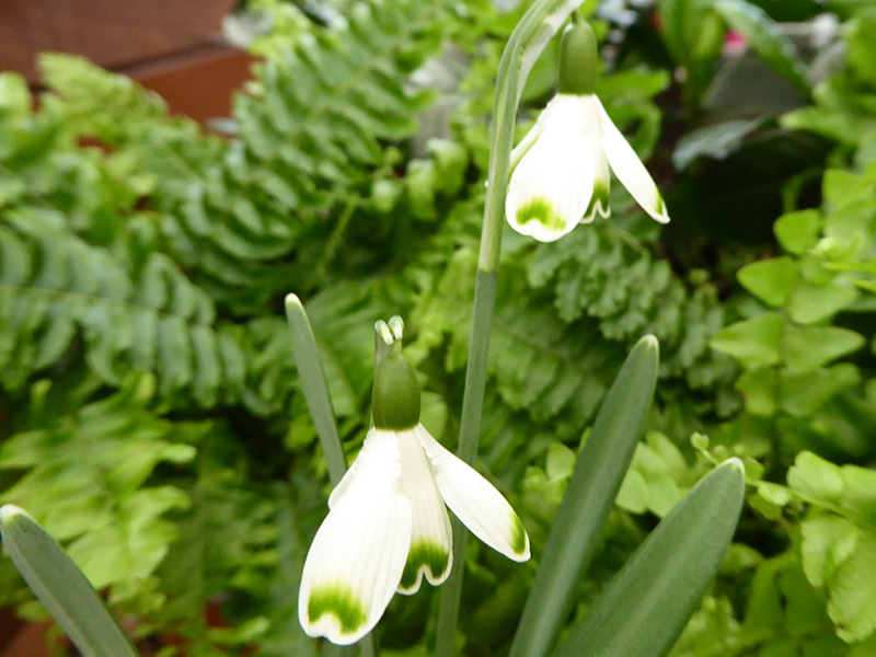 Galanthus 'Valentine's Day'-23818