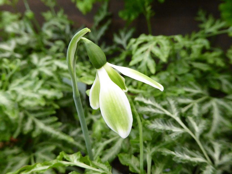 Galanthus 'York Minster'-23699