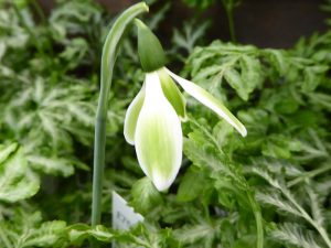 Galanthus 'York Minster'-0