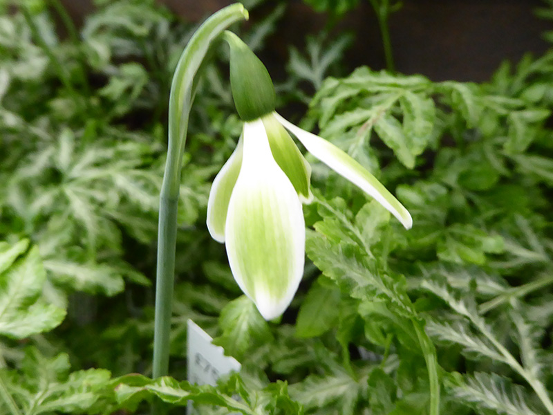 Galanthus 'York Minster'-0