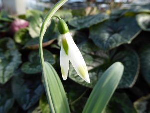 Galanthus elwesii 'Moya's Green'-0
