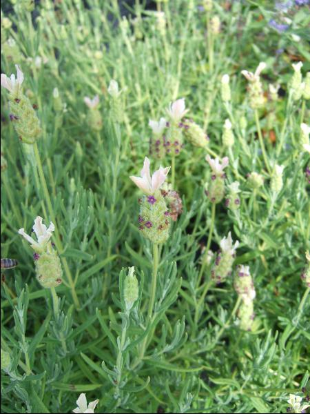 Lavandula stoechas 'Pretty Polly'-23481