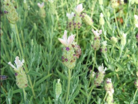 Lavandula stoechas 'Pretty Polly'-0