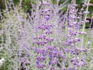 Perovskia atriplicifolia 'Rocketman'-0