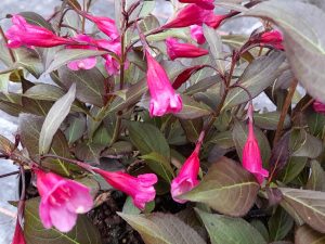 Weigela florida 'Wine And Roses'-0