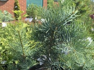 Abies concolor 'Compacta'-0