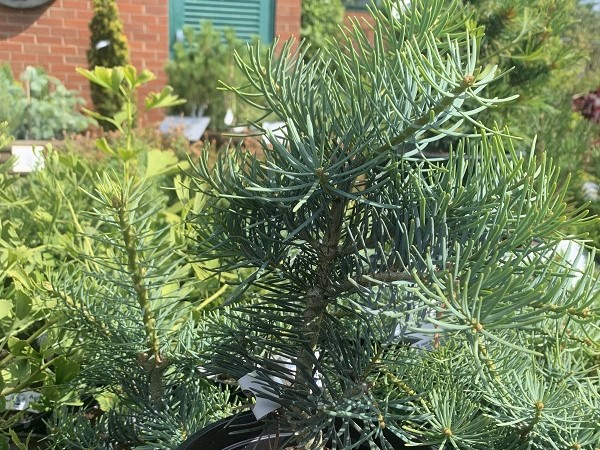Abies concolor 'Compacta'-0