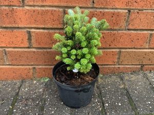 Abies koreana 'Silver Pearl'-0