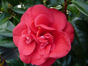 Camellia japonica 'Adolphe Audusson' 7.5 LITRES-0