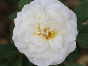 Rosa Alba Maxima-0
