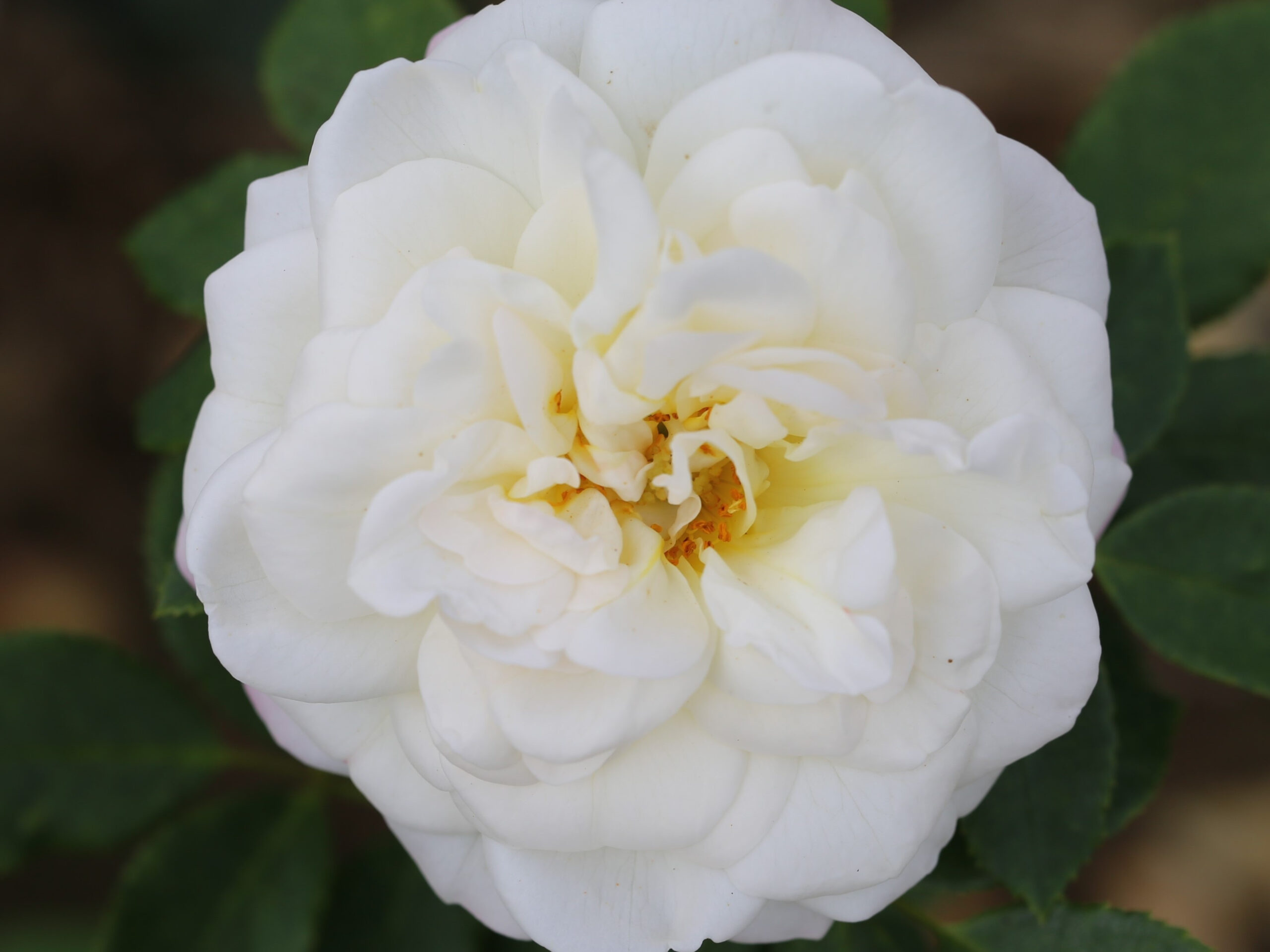 Rosa Alba Maxima-0
