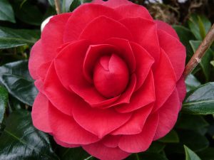 Camellia japonica 'Coquetti' (7.5 LITRES)-0