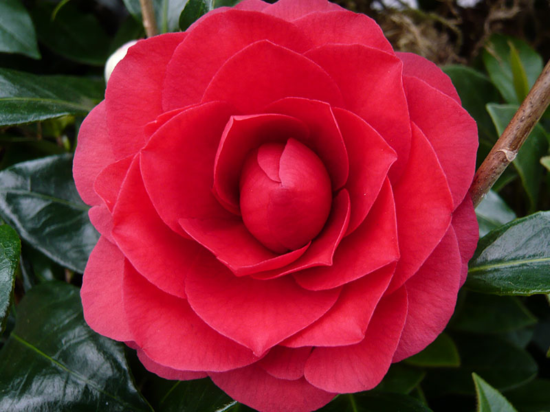 Camellia japonica 'Coquetti' (7.5 LITRES)-0